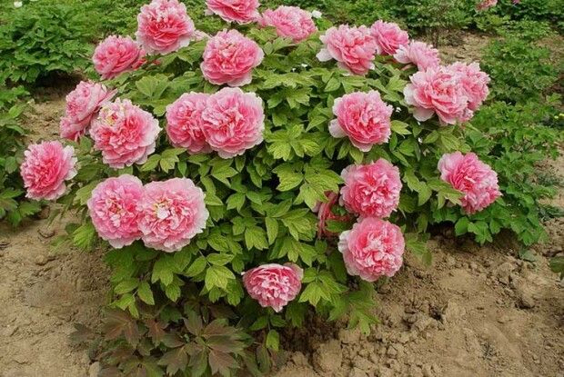 Щоб півонія полонила своїм квітуванням