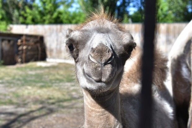 Мишко народився: у Луцькому зоопарку – поповнення у родині верблюдів (Фото)