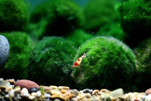 Браконьєри вже добралися до світязьких водорослей