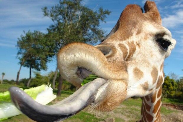 У Луцьку представникам ОПЗЖ передадуть «язик» для їхнього лідера Медвечука