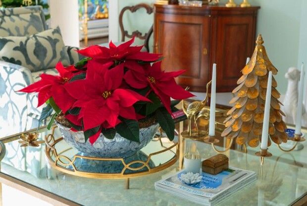 Щоб квітла вифлеємська зірка у вашій оселі