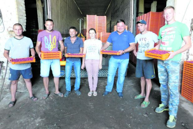 Малиною з Горохівщини смакують від Фінляндії до Арабських Еміратів