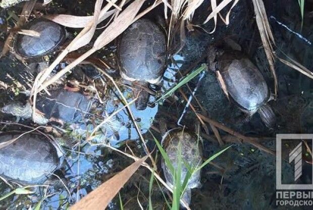 У Кривому Розі біля пологового будинку у водоймі масово гинуть черепахи