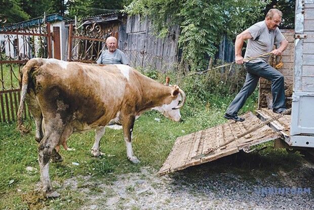 Навіть після війни на Волині було більше корів, ніж зараз