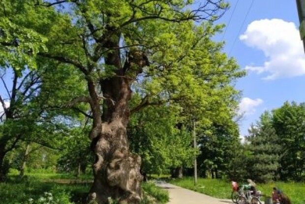 На Буковині – найстаріший ясен в Україні, якому 350 років