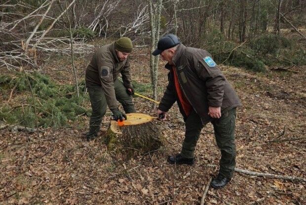 На Волині виявили сотні незаконно зрубаних дерев