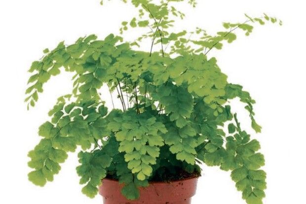 Чому сохне Венерине волосся