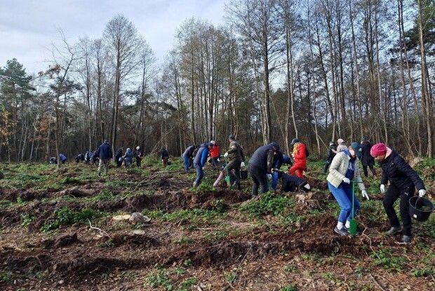 На Ковельщині висадили майже 7 тисяч дерев
