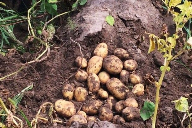 Наші аграрії знайшли «плюси» глобального потепління 