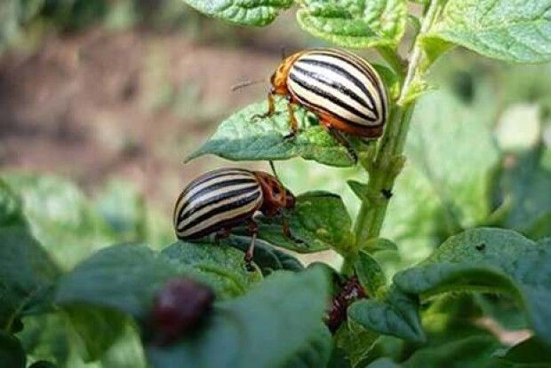 Колорадів можна знищити… ними ж самими