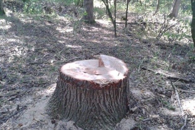 Біля Берестечка злодії вкрали чотири дуби