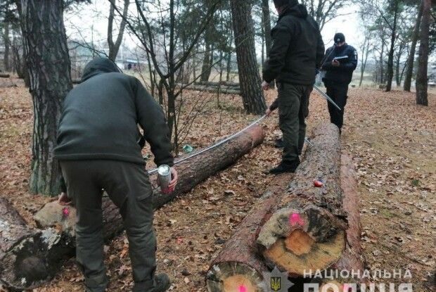 На Волині біля пилорами виявили незаконно зрубаний ліс (Фото)