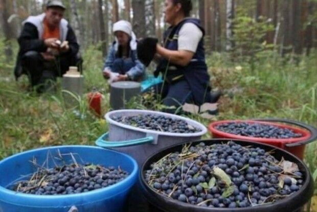 Поліщуки по гриби до Білорусі не хочуть, а до Польщі їх не пускають