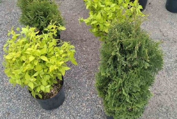 У Вишневі біля дитсадка цвістимуть яблуні, груші, черешні...