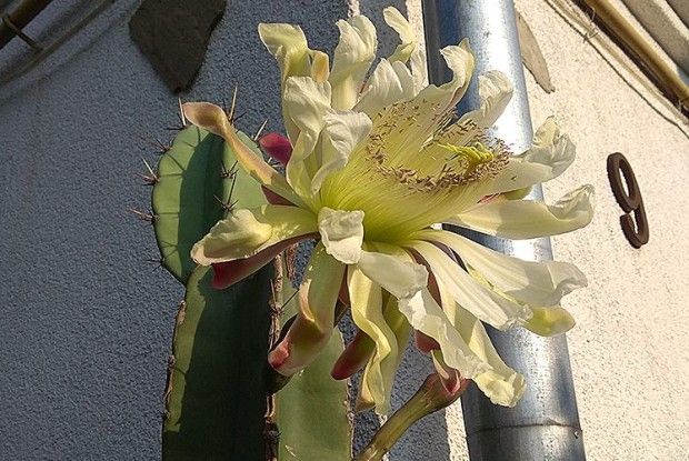 Кактуси пана Зеновія взимку тягнуться під стелю, а влітку — до неба