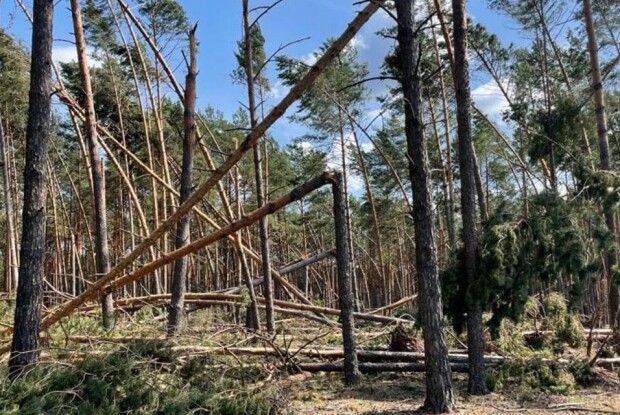 Сосни поламані, як сірники: на Волині обстежують наслідки негоди
