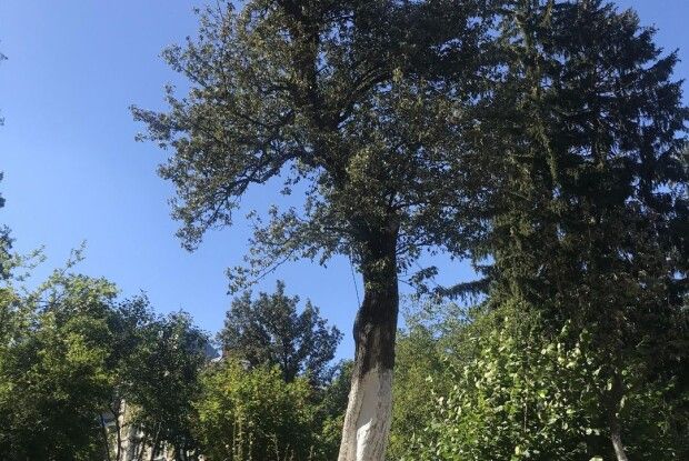 Чи матиме Франкова груша ліпшу долю за Лесин ясен