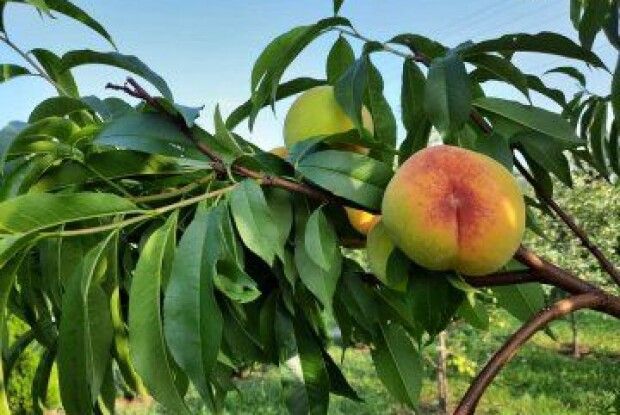 Волинянин розповів, як виростити 7 тонн персиків на 15 сотках (Фото)