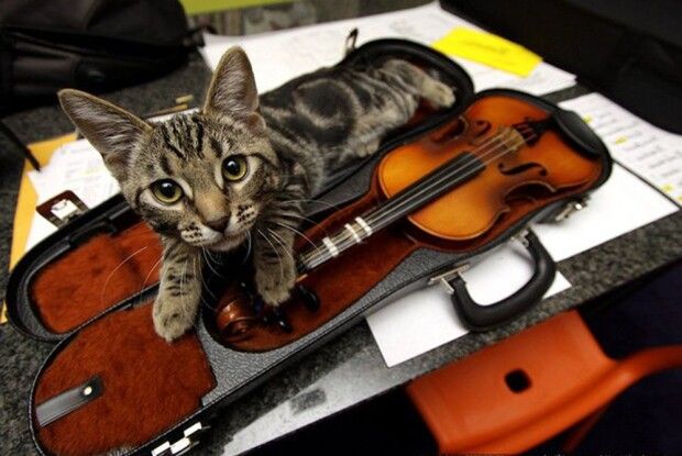 Принц зі «швидкої»