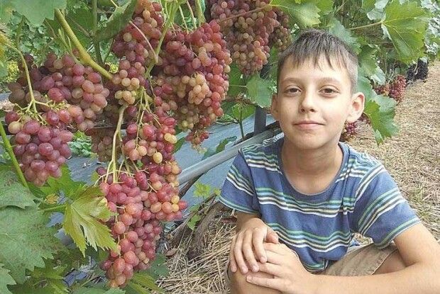 Чотири сотки виноградної любові