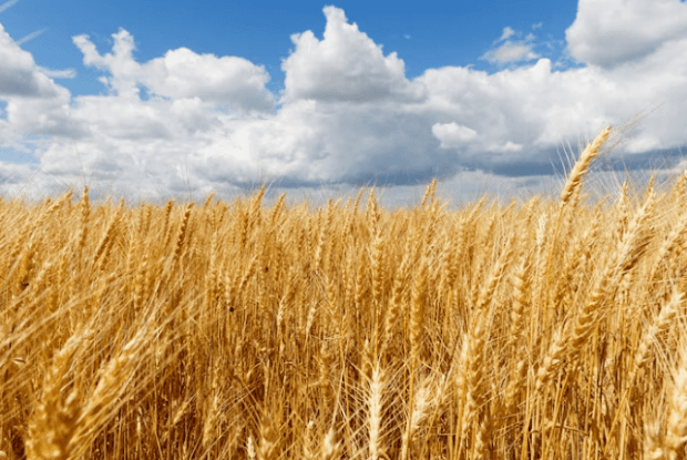 Рівненщина вироблятиме більше макаронів та борошна