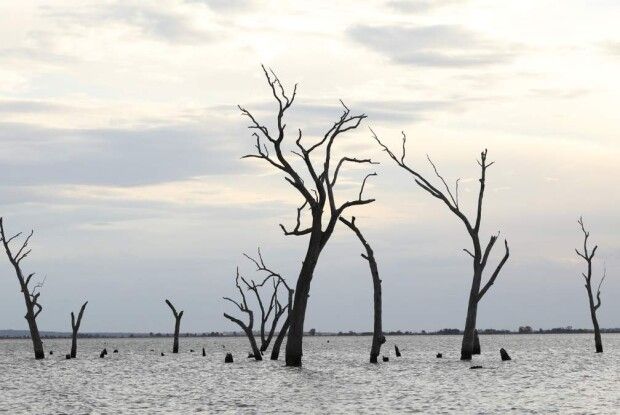 На Землі почалося шосте масове вимирання - біологи