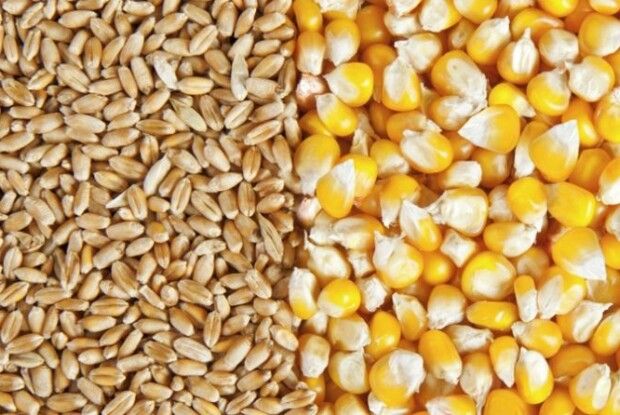 Волинські фермери шостий рік поспіль поновлюють рекорди врожайності пшениці та кукурудзи