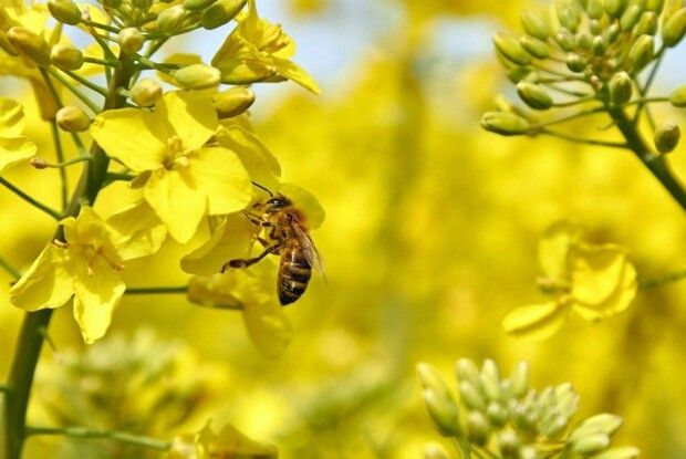 На Волині власників бджіл просять терміново на дві доби закрити вулики