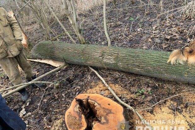 Волинянин зрубав в лісі незаконно 16 дерев (Фото) 