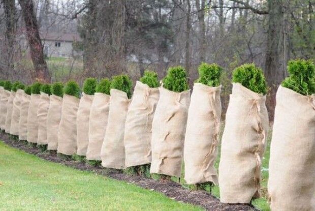 «Кожушок» для хвойних