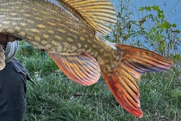 Рівнянин виловив річкового «монстра» (Фото)