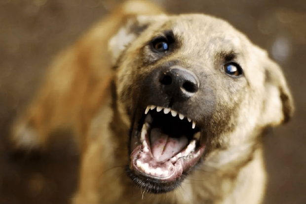 Хто відповідатиме за безпеку: у місті на Волині безпритульний пес напав на школярку