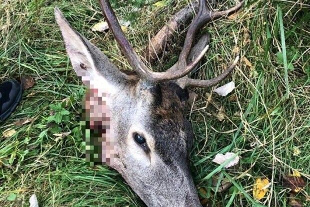 Біля кордону з Польщею затримали браконьєрів з впольованим оленем (Фото)