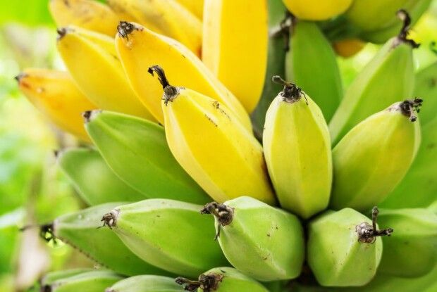 Уся правда про банани