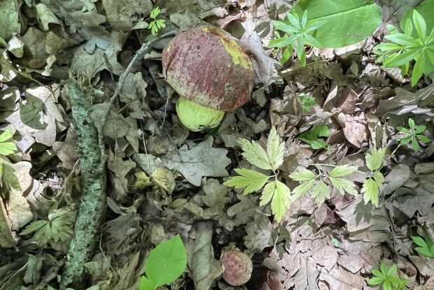 На Волині знайшли рідкісний червонокнижний гриб