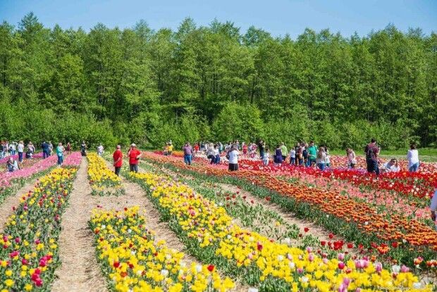 Тюльпанове поле «Волинська Голландія» відкриють знову після дощів