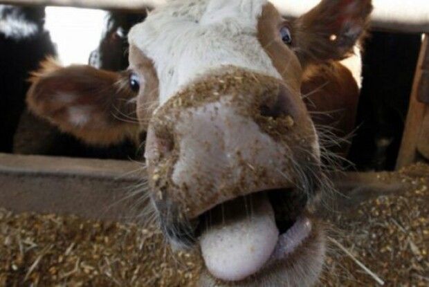 На Ковельщині виявили зараження худоби сказом