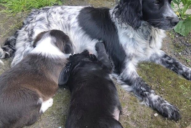 У Луцьку сусідський негідник Топік начаклував цуценят породистій кокер-спаніельці (Фото)