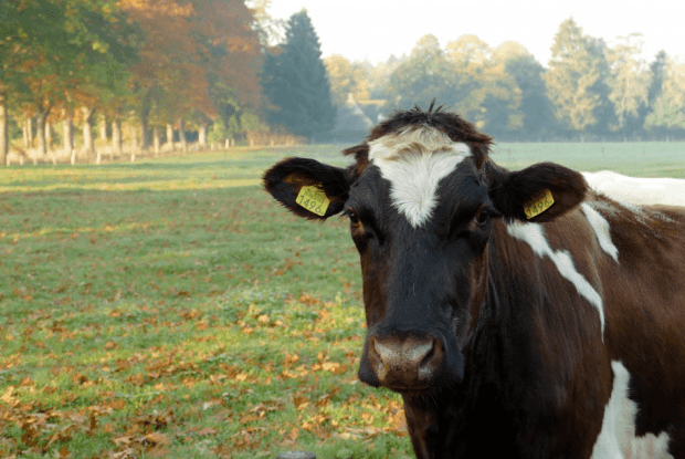На Волині невідомий травмував корову і втік
