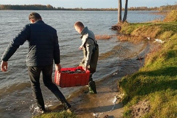 На Волині у два озера випустили тонну коропів