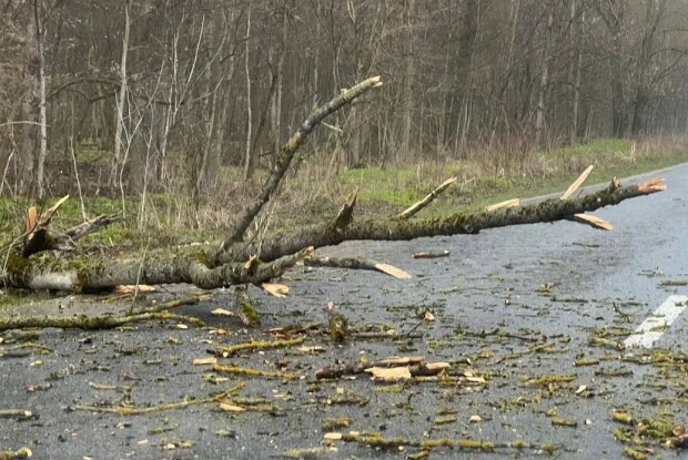 На Волині негода звалила дерево