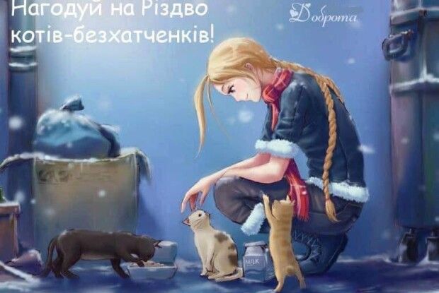 Волинян закликали вітати з Різдвом безпритульних котів – котлетами та сосисками