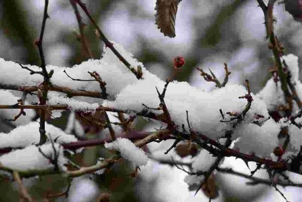 На Волині в лісі загинув чоловік