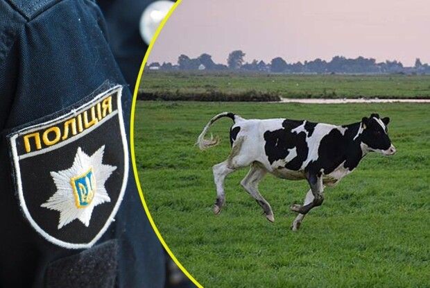 На Волині водій збив корову і втік