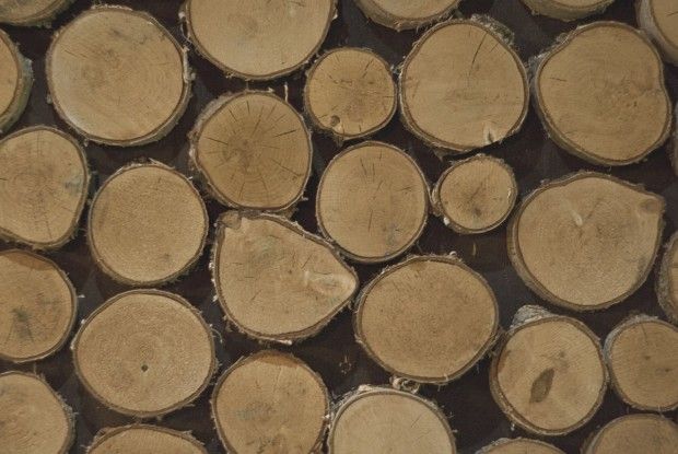 Судитимуть волинянина, який торгував краденими дубами