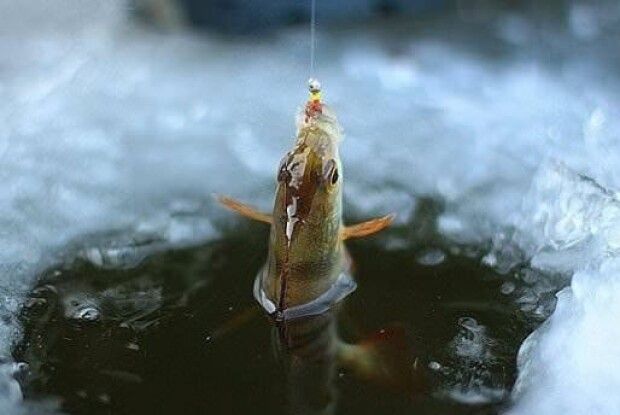 На Волині організовують змагання з підльодного лову риби