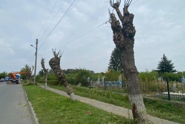 Через гусінь у Ковелі чикрижать усі гілки на деревах – залишається тільки стовбур (Фото)