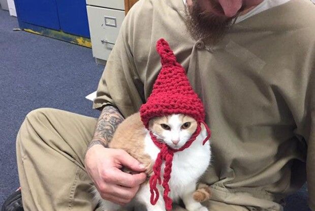 В'язниця в США приймає котів для реабілітації засуджених