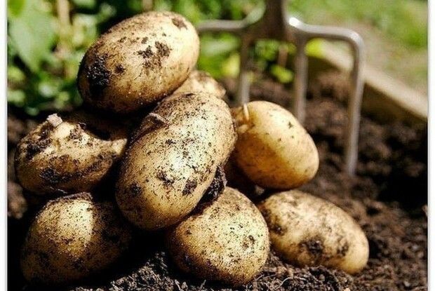 Воду після варіння картоплі люди даремно виливають: як використовувати диво-відвар
