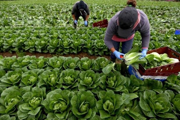 У Польщі нарахували 900 тисяч заробітчан з України 